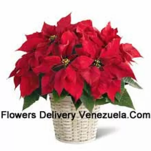 Une poinsettia pimpante, colorée et durable dans un panier. (Veuillez noter que nous nous réservons le droit de substituer tout produit par un produit approprié de valeur égale en cas de non disponibilité d'un certain produit)