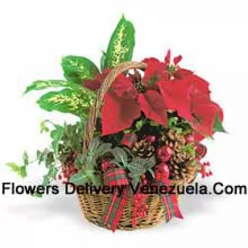 Questo vaso da vacanza a lunga durata presenta un assortimento di robuste piante verdi da interno combinate con un festivo mini poinsettia e decorate con pigne e dettagli. (Si prega di notare che ci riserviamo il diritto di sostituire qualsiasi prodotto con un prodotto idoneo di pari valore in caso di non disponibilità di un certo prodotto)