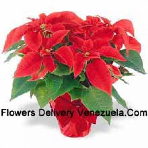 Belles poinsettias rouges