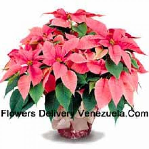 Élégantes poinsettias avec feuilles