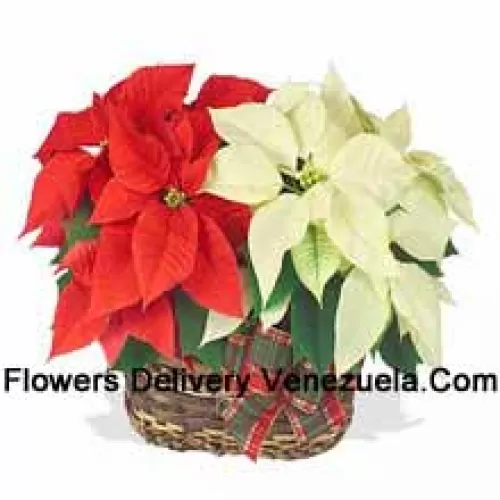 Two colorful, long-lasting poinsettias combined in a basket for a stylish holiday gift! One is red, and the other is white, pink, or another popular color. (Please Note That We Reserve The Right To Substitute Any Product With A Suitable Product Of Equal Value In Case Of Non-Availability Of A Certain Product)